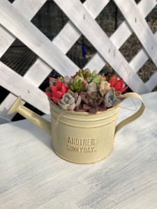 多肉植物寄せ植え