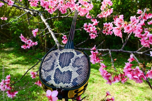 カルチャータウン】セイハネットワーク㈱ / 癒しの音色沖縄三線を奏で