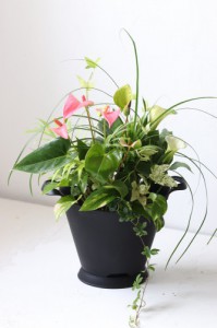 土を使わない観葉植物の寄せ植え