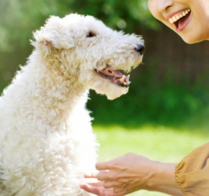 愛犬の心と体のヘルスケア【2回完結】
